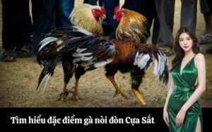 Tìm hiểu đặc điểm giống gà nòi đòn Cựa Sắt