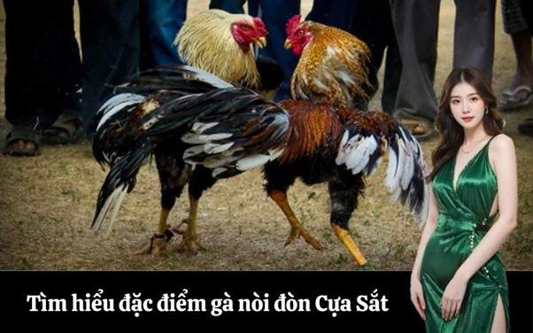 Tìm hiểu đặc điểm giống gà nòi đòn Cựa Sắt