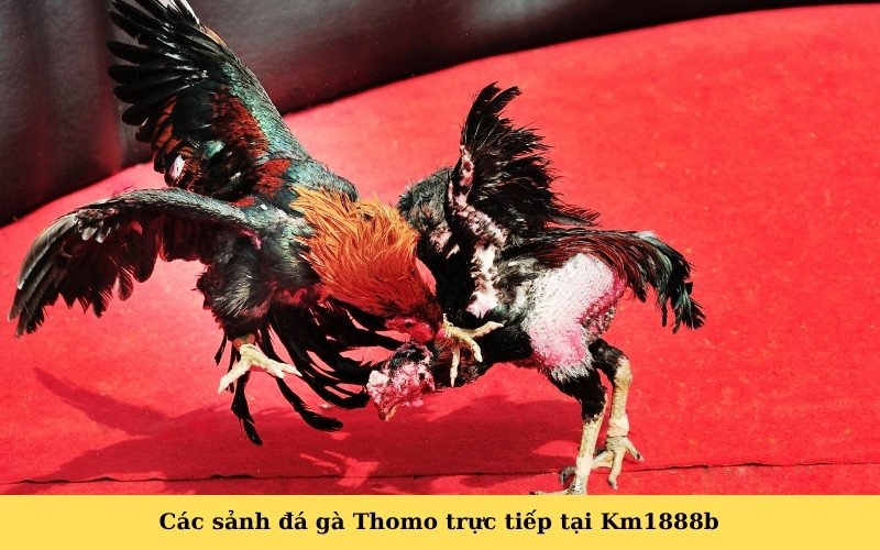 Các sảnh đá gà Thomo trực tiếp tại Km1888b