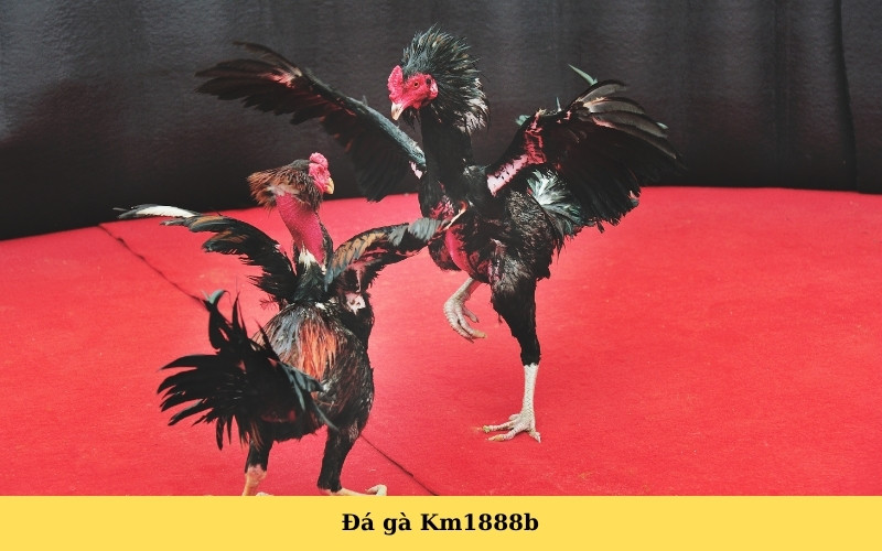 Đá gà Km1888b