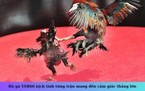 Đá gà YSB66 kịch tính từng trận mang đến cảm giác thắng lớn