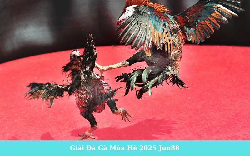 Giải Đá Gà Mùa Hè 2025 Jun88