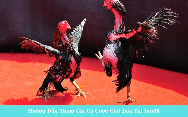Hướng Dẫn Tham Gia Cá Cược Giải Đấu Tại Jun88