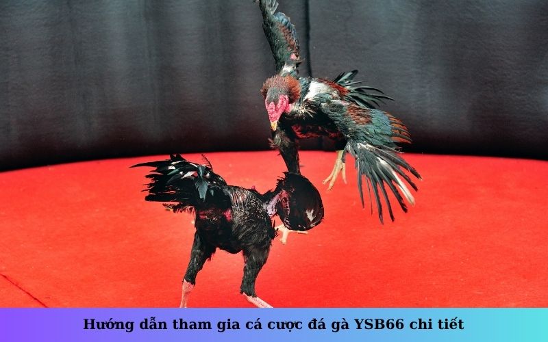 Hướng dẫn tham gia cá cược đá gà YSB66 chi tiết